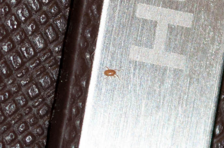 Что за насекомое? (Фото прилагаются)