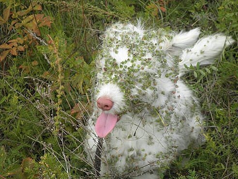 Мяу, гав и многое-многое другое:)