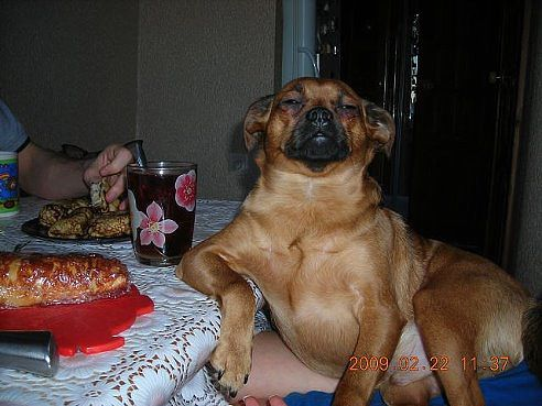 Мяу, гав и многое-многое другое:)