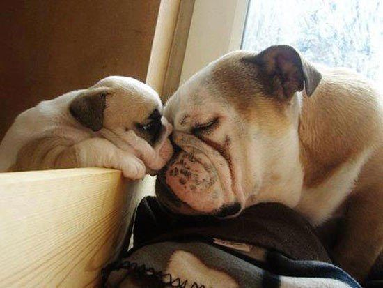 Мяу, гав и многое-многое другое:)