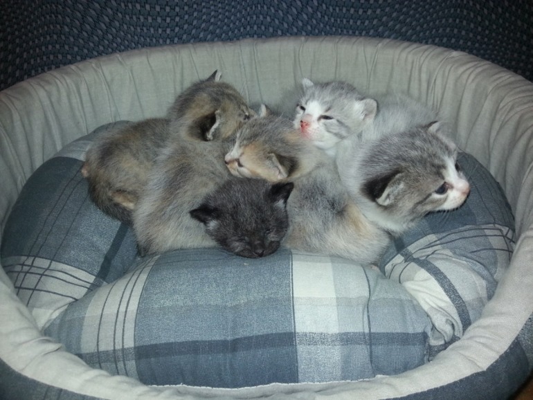 Котенок