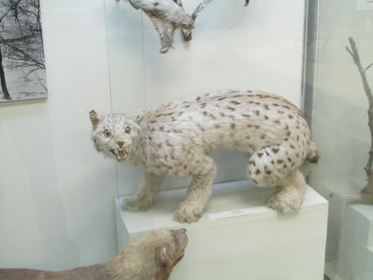 Краеведческий музей