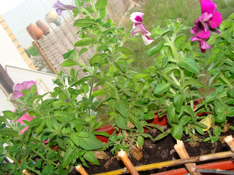 На улице осень, а у нас в квартире ВЕСНА!:)