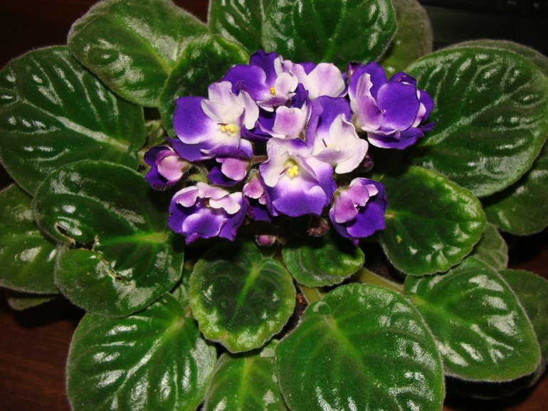 На улице осень, а у нас в квартире ВЕСНА!:)