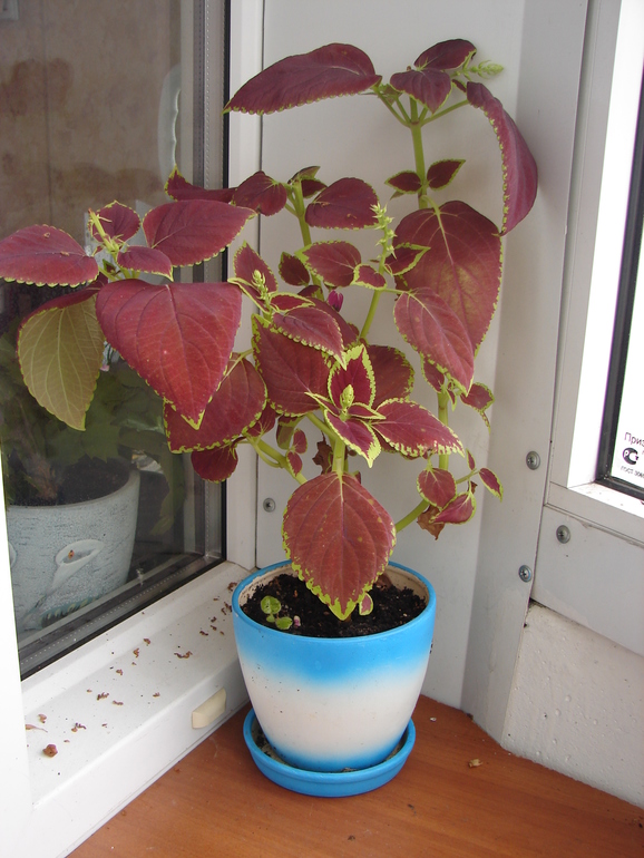 цветы ищут дом