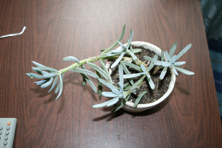 цветы ищут дом