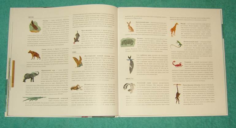 Про хвосты,носы и уши.Интересные факты.