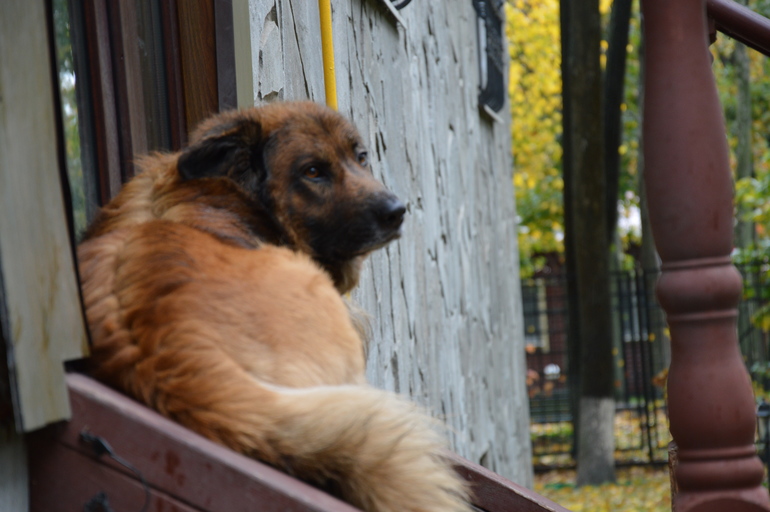 Братья меньшие