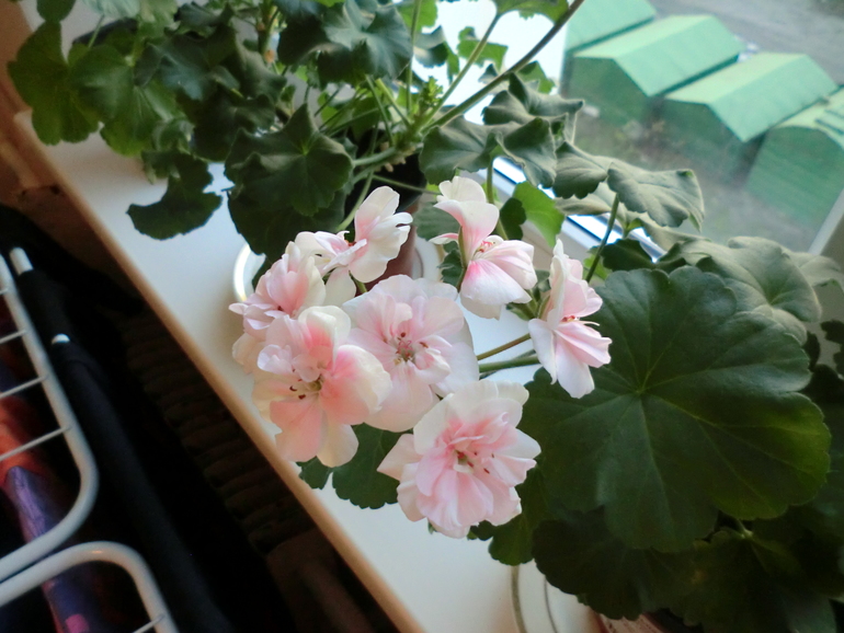 пеларгошки мои)