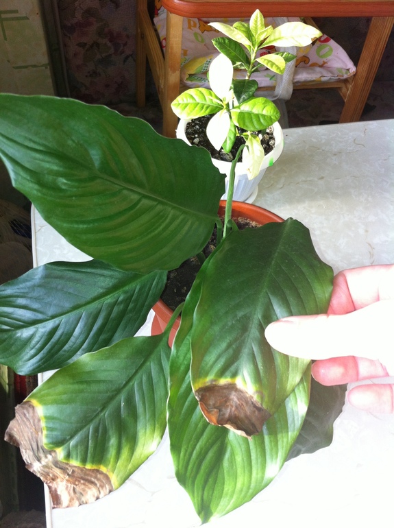 Цветочки болеют.