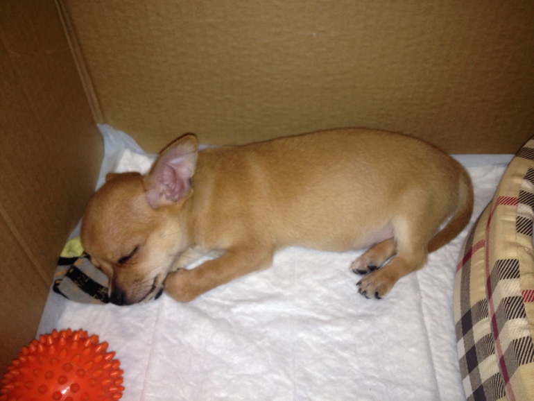 Наш ушастик)))