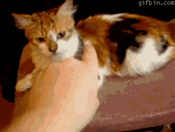 69f86182eaa5c8af120d01cb4a8ae002.gif