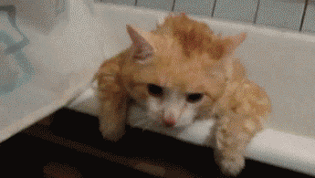 e0dbbed57fe1791be294008f4cdd57a4.gif
