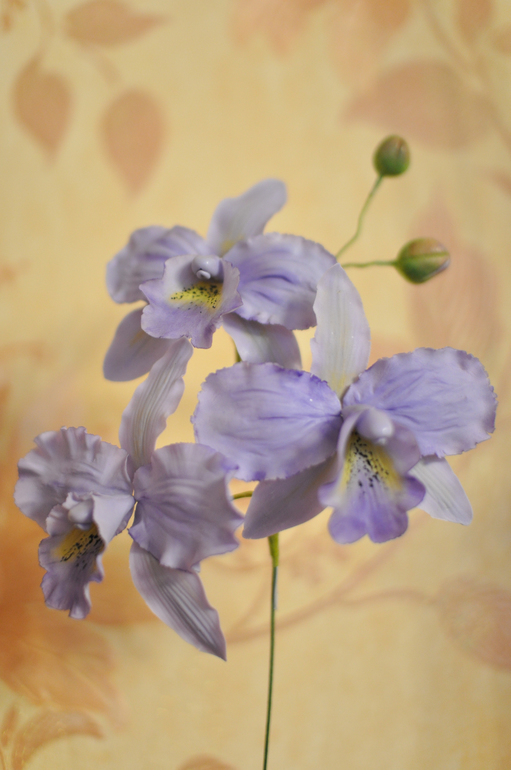 Мои первые орхидеи