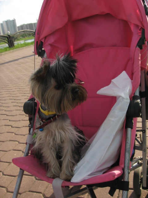 Подрастает мой Арсюша, Арси, Арсинал...))