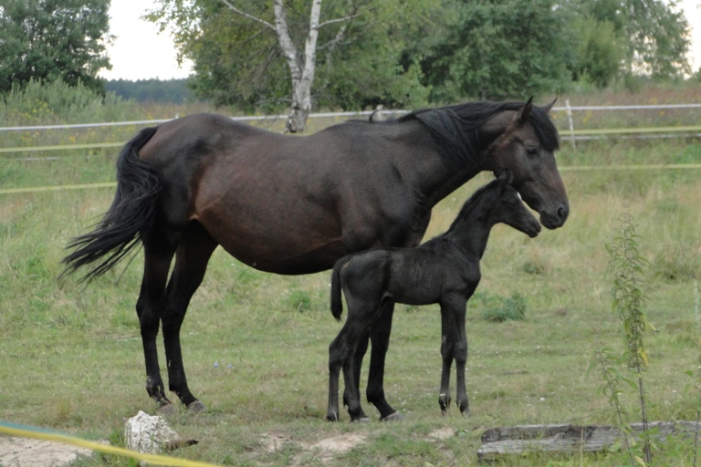 Лошадиный  БУМ