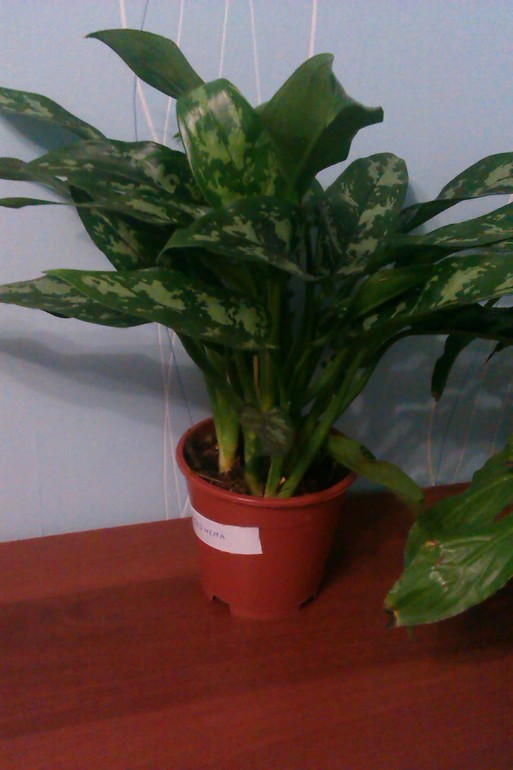 Мои новые цветочки