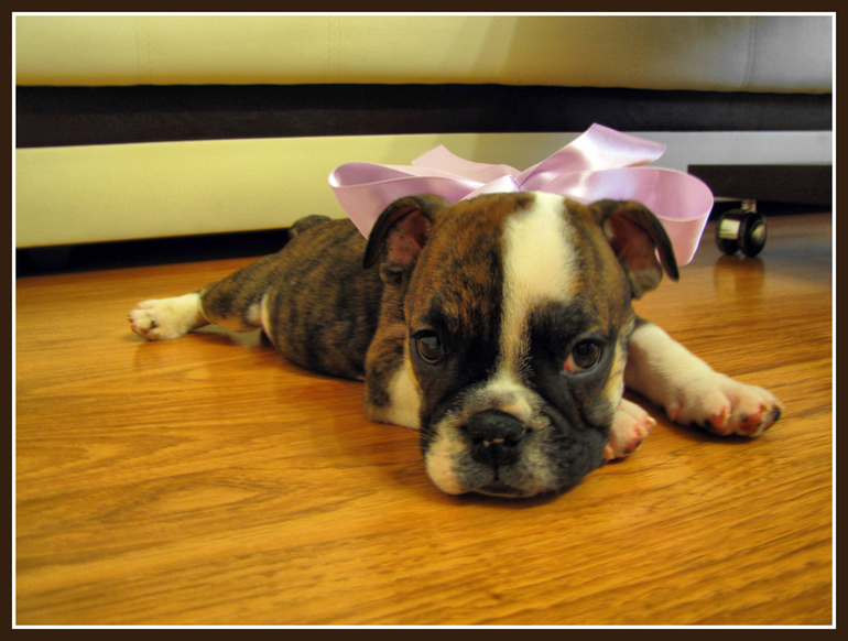 Наш бульдожка!)