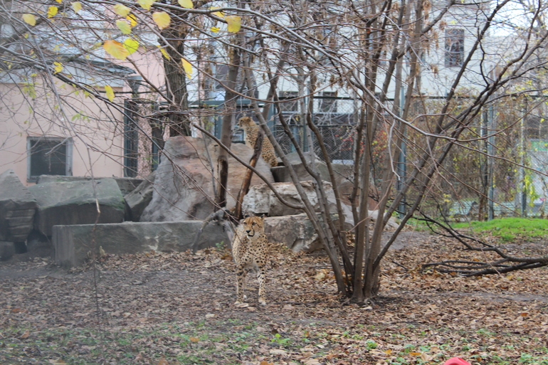 Осенний зоопарк!