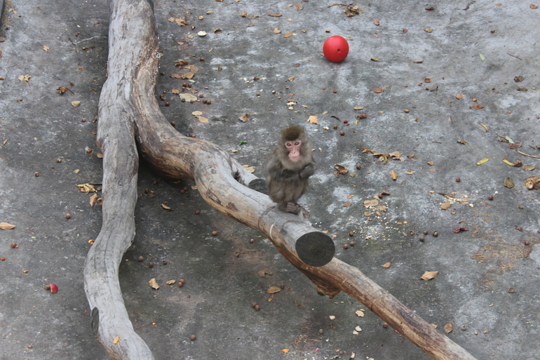 Осенний зоопарк!