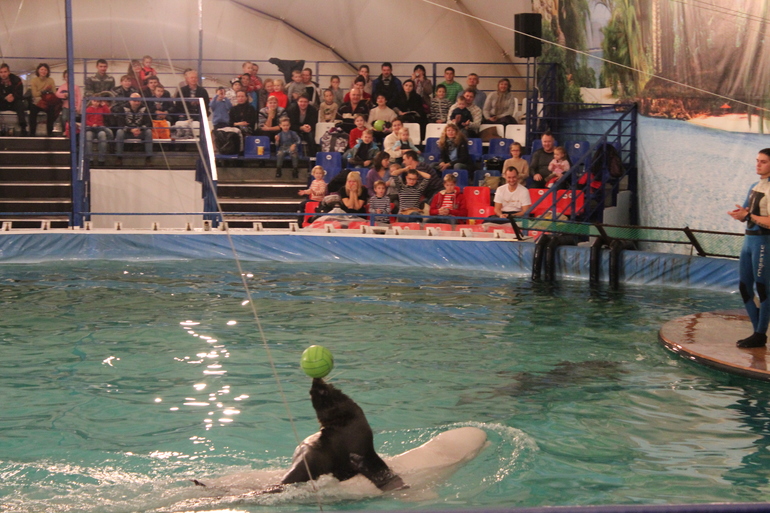 Дельфинарий!