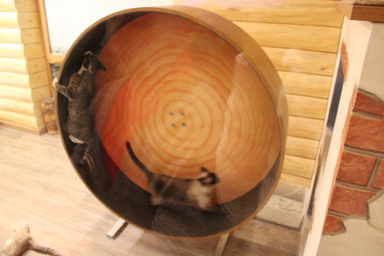 Театр кошек им.Куклачева!