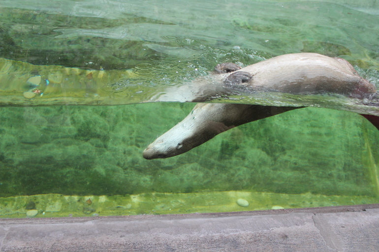 Осенний зоопарк!