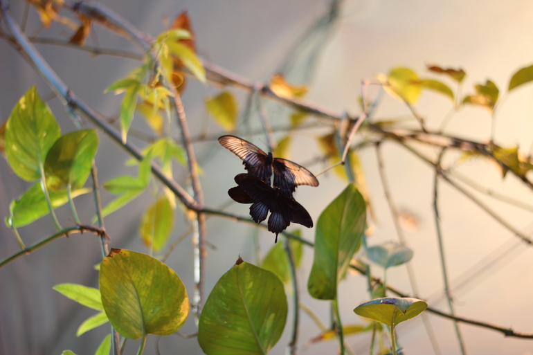 Всеросийский выстовочный центр.