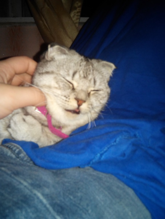 Помогите угадать) Какой породы кошечка))