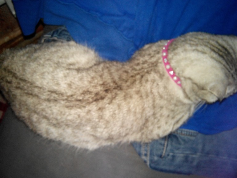 Помогите угадать) Какой породы кошечка))