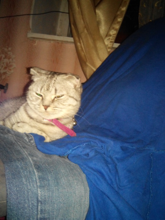 Помогите угадать) Какой породы кошечка))