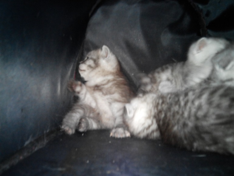 Подскажите ОКРАС и вообще какие они получились.