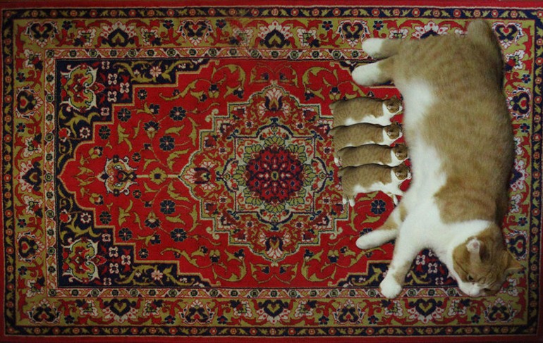 Берегите своих Бобиков и верить ли вет клиникам?