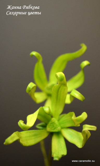 Сахарный Иланг-Иланг...)))