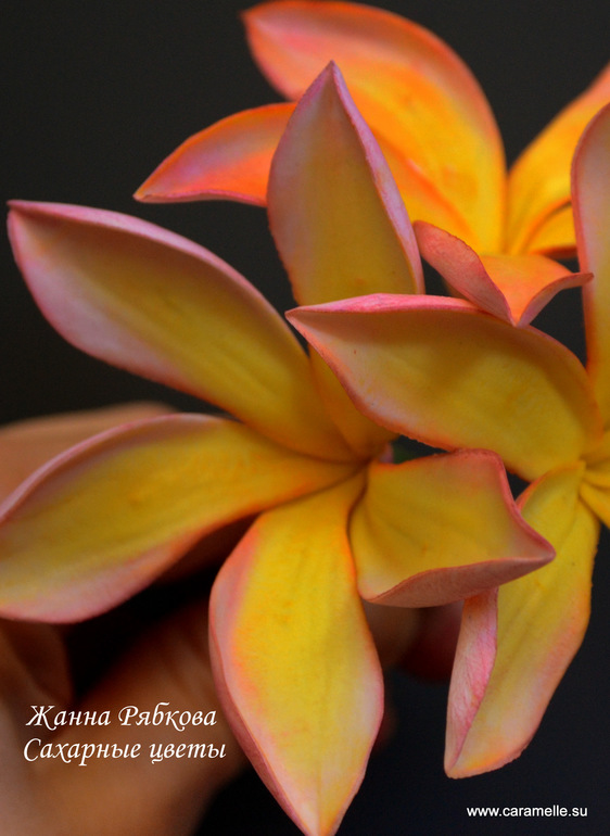 Сахарные Франджипани...