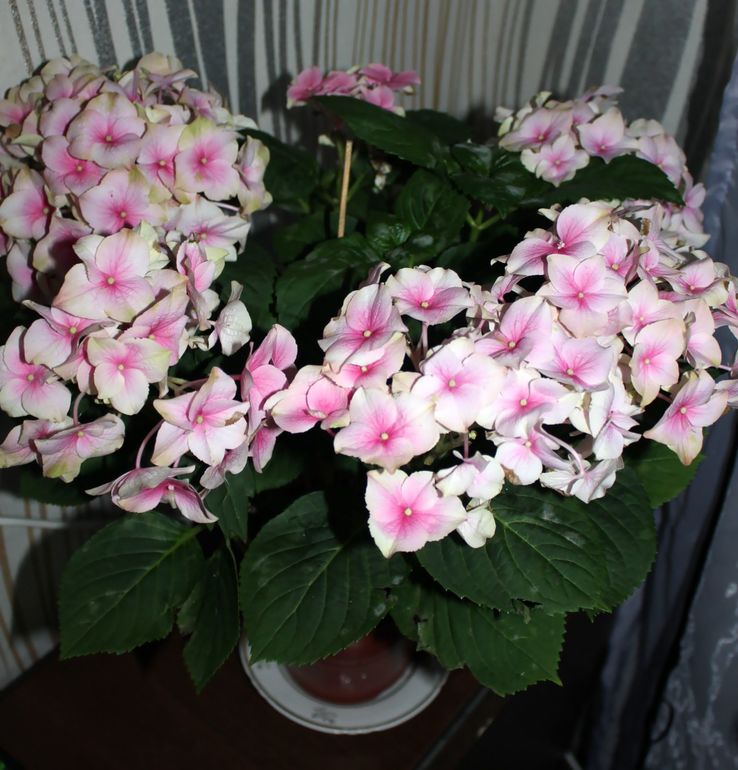 Уход за гортензией