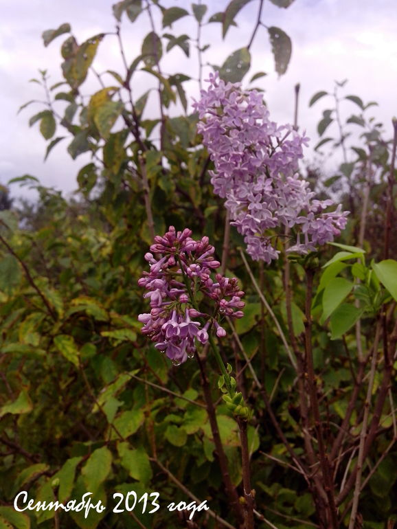 Девочка Сирень...