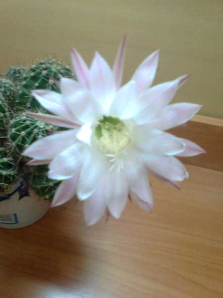 Кактус зацвел!