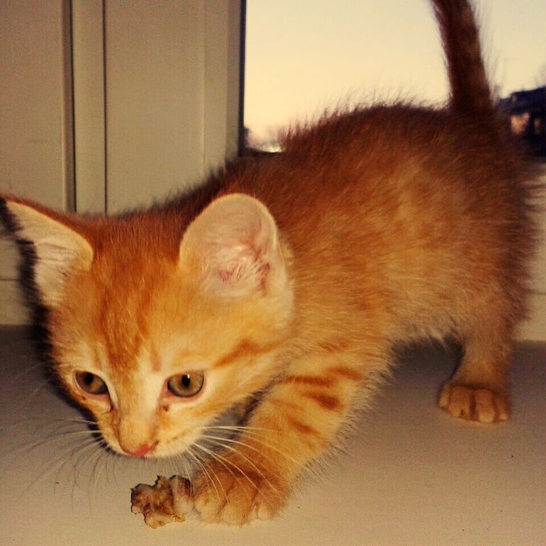 Как правильно подселить котенка к взрослому коту?