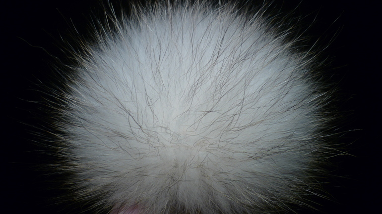 Меховые помпоны на любой вкус! Песец, Енот, Кролик.