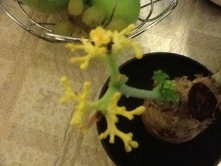 Инопланетные обновки:)