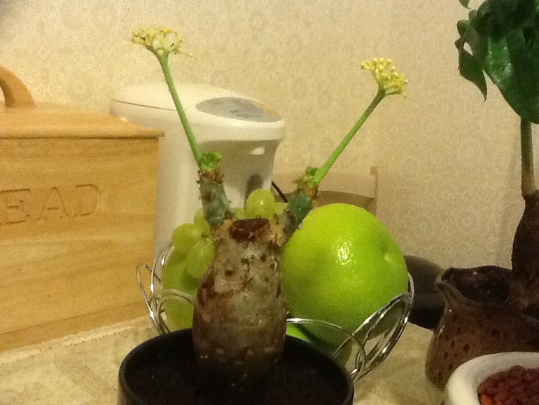 Инопланетные обновки:)