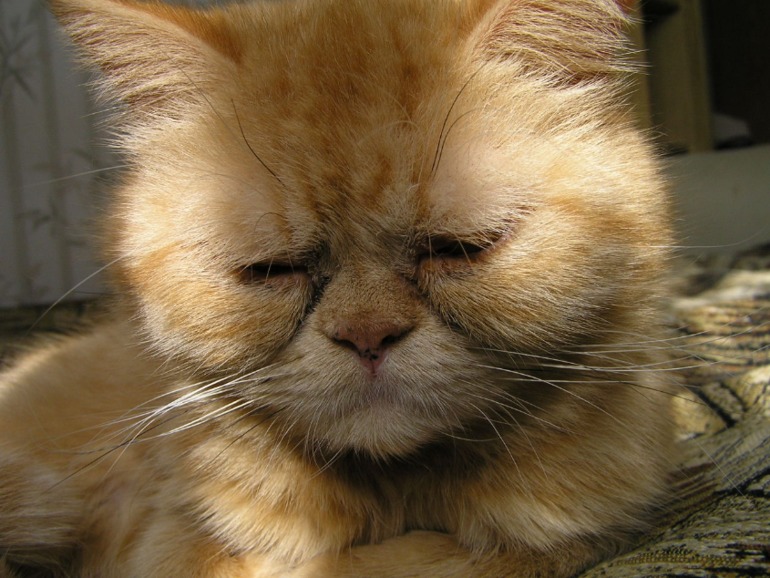 Моя котейка Сонька.