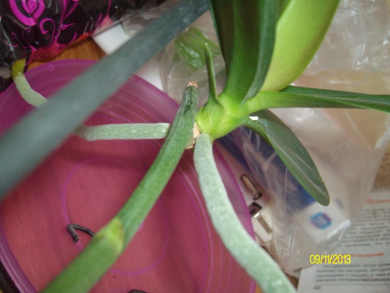 Пересаживаю орхидею. Нужна помощь!!!