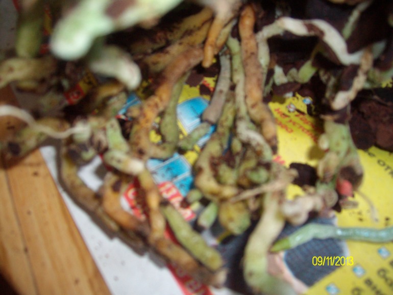 Пересаживаю орхидею. Нужна помощь!!!