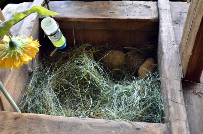 Контактный зоопарк на ВВЦ (много фото)