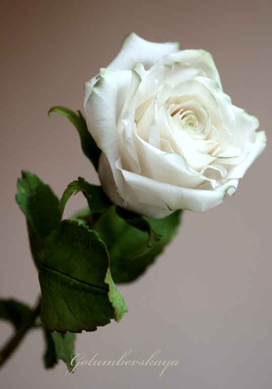 Курсы по сахарной флористике Олеси Голумбевской.