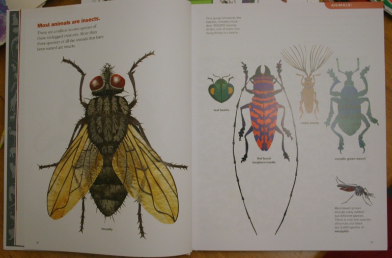 Наше новое увлечение