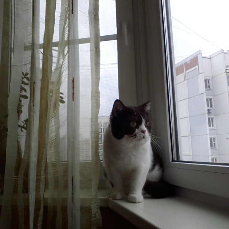 спрей Феливей (Feliway)