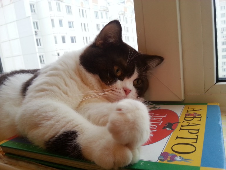 Стёпыч (просто фото)